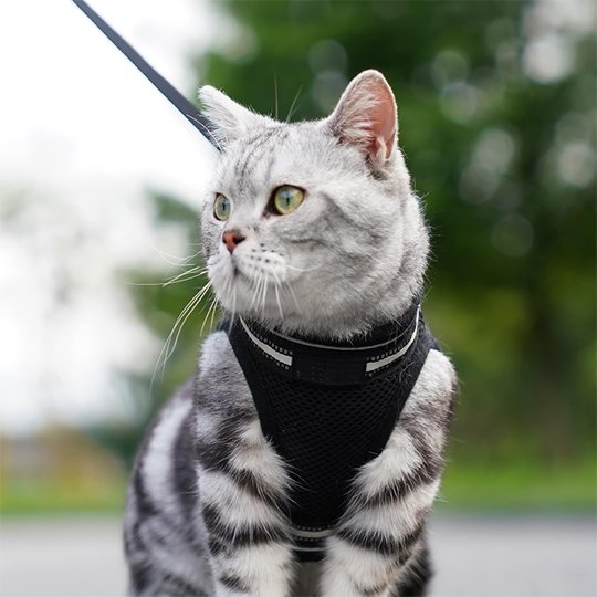 harnais chaton