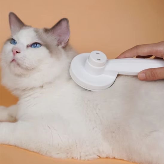 Brosse chat 