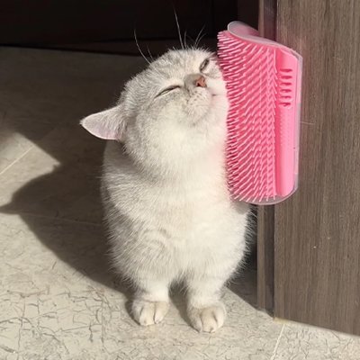 Brosse pour Chat