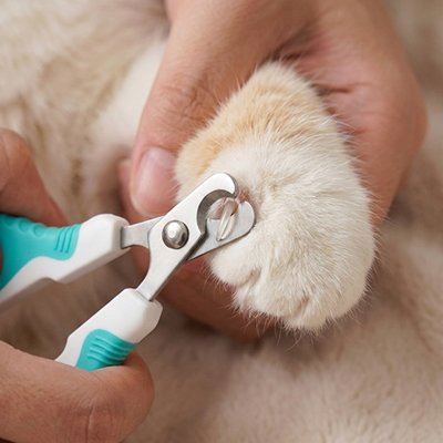 Coupe griffe Chat