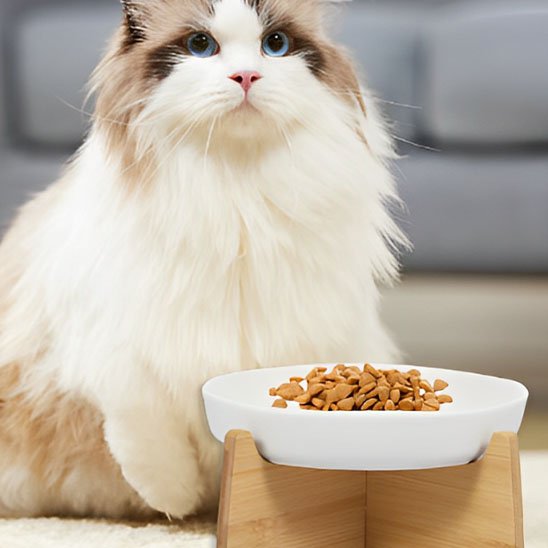 gamelle anti glouton chat