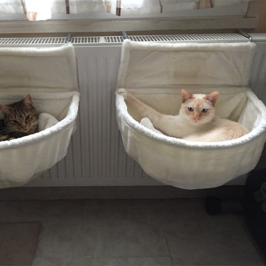 hamac pour chat