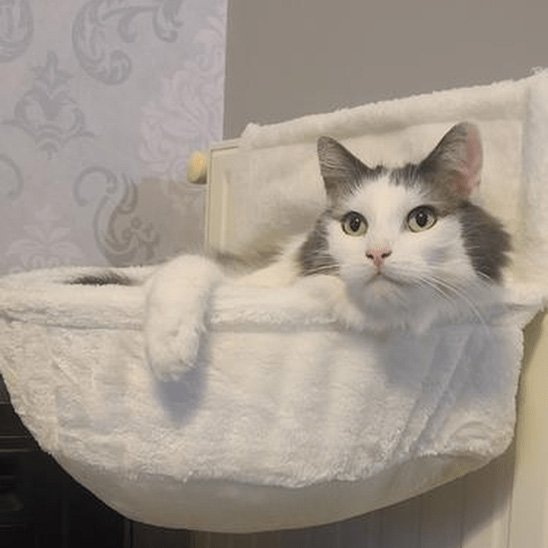 hamac pour chat
